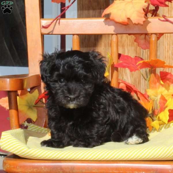 Riley, Maltipoo Puppy